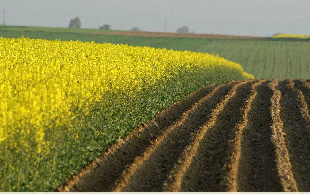 Metterci a maggese: quando abbiamo bisogno di fermarci